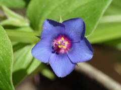 Lysimachia arvensis caerulea