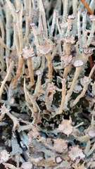 Cladonia ecmocyna