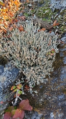 Cladonia ecmocyna