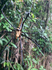 Nephila pilipes