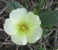 Hibiscus aethiopicus ovatus