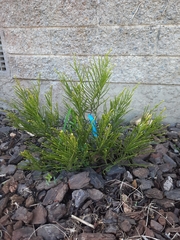 Veronica armstrongii