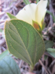 Hibiscus aethiopicus ovatus