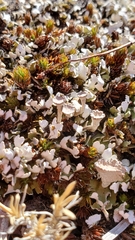 Cladonia macrophyllodes