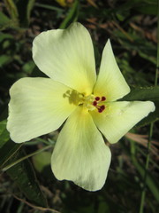 Hibiscus aethiopicus ovatus