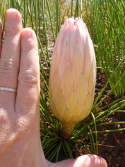 Protea lorea