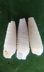 Bouchetriphora pallida