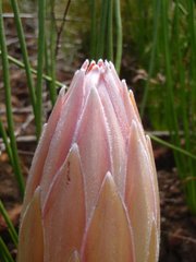 Protea lorea