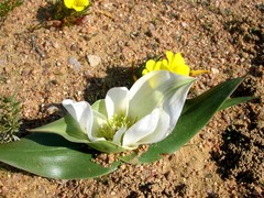 Colchicum capense ciliolatum