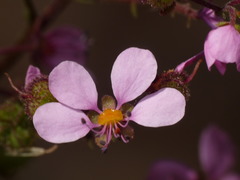 Diplopeltis huegelii