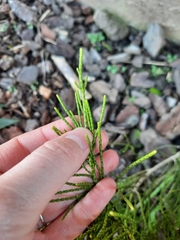 Veronica armstrongii