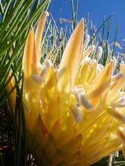 Protea lorea