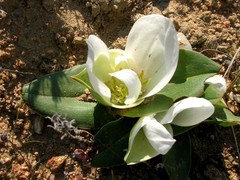 Colchicum capense ciliolatum