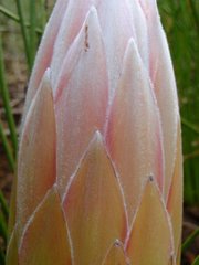 Protea lorea