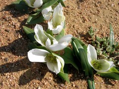Colchicum capense ciliolatum