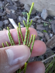 Veronica armstrongii