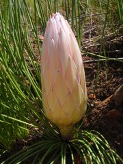 Protea lorea