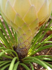 Protea lorea