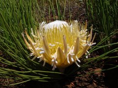 Protea lorea