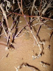Hottentotta arenaceus