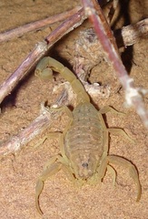 Hottentotta arenaceus