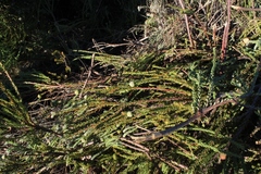 Leucadendron levisanus