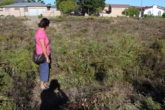 Leucadendron levisanus