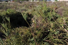 Leucadendron levisanus