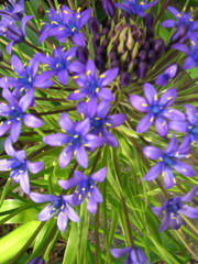 Scilla peruviana