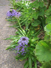 Scilla peruviana