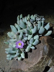 Dracophilus dealbatus