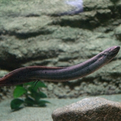 South American Lungfish photo 4