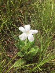 Ruellia metziae