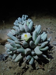 Dracophilus dealbatus