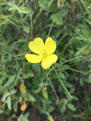 Ruellia metziae