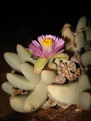 Dracophilus dealbatus