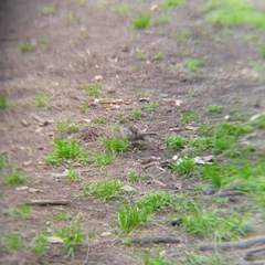 Passer domesticus