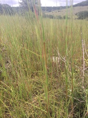 Ruellia metziae
