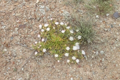 Mesembryanthemum longistylum