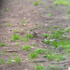 Passer domesticus