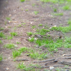 Passer domesticus