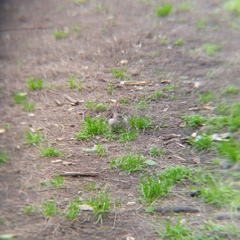 Passer domesticus