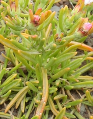 Mesembryanthemum longistylum