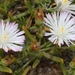 Mesembryanthemum longistylum - Photo (c) Marion Maclean, algunos derechos reservados (CC BY-NC), subido por Marion Maclean