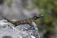 Pseudocordylus microlepidotus microlepidotus