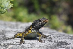 Pseudocordylus microlepidotus microlepidotus