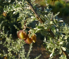 Wiborgia