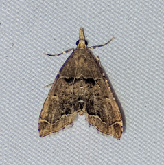 Diplopseustis