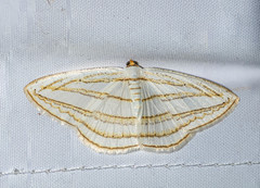 Orthocabera sericea