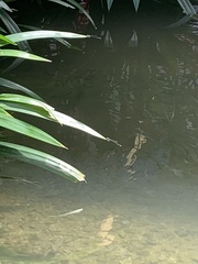 Pseudagrion microcephalum